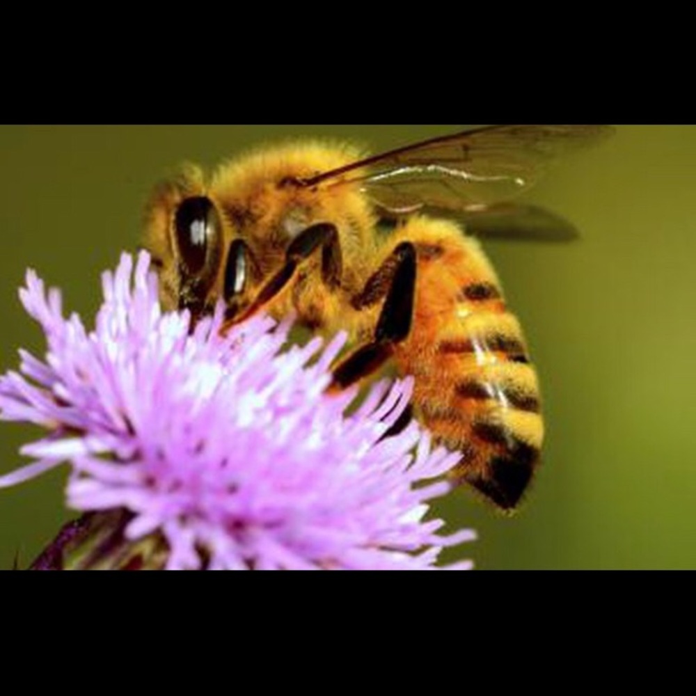 Meet your Posher, Joy